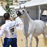 Lisa Abraham: MENTON ~ The 2019 Mediterranean & Arab Countries Arabian Horse Championship Photo Gallery