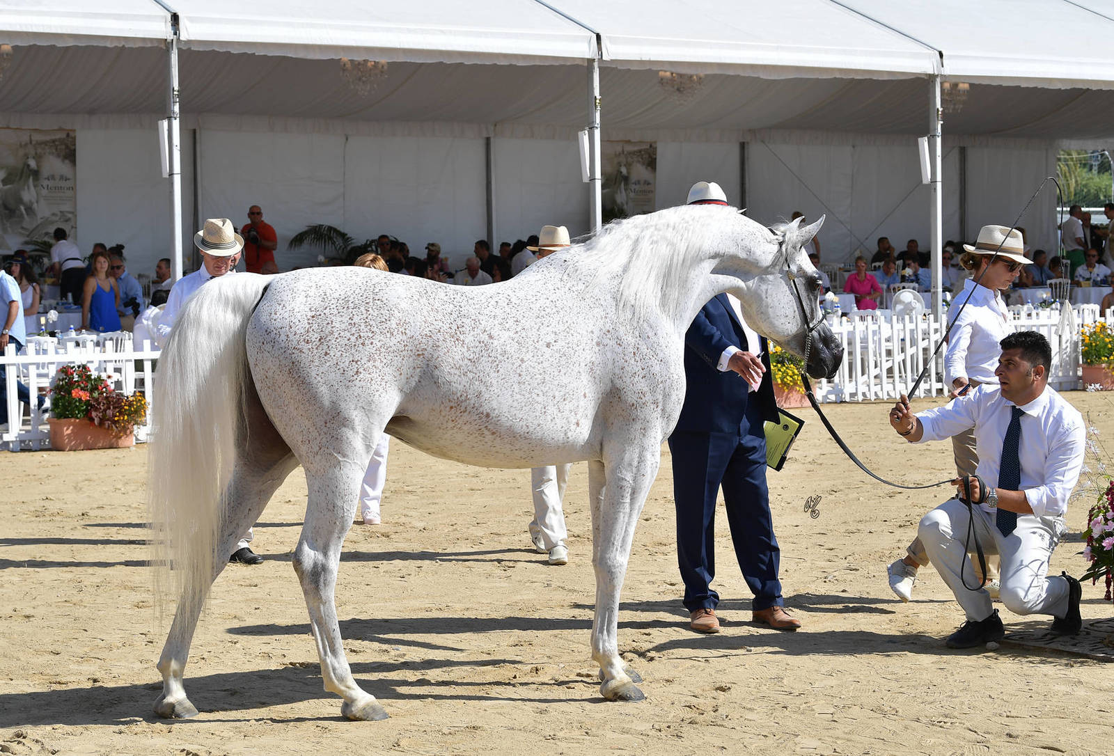 Lisa Abraham: MENTON ~ The 2019 Mediterranean & Arab Countries Arabian Horse Championship Photo Gallery