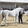 Lisa Abraham: MENTON ~ The 2019 Mediterranean & Arab Countries Arabian Horse Championship Photo Gallery