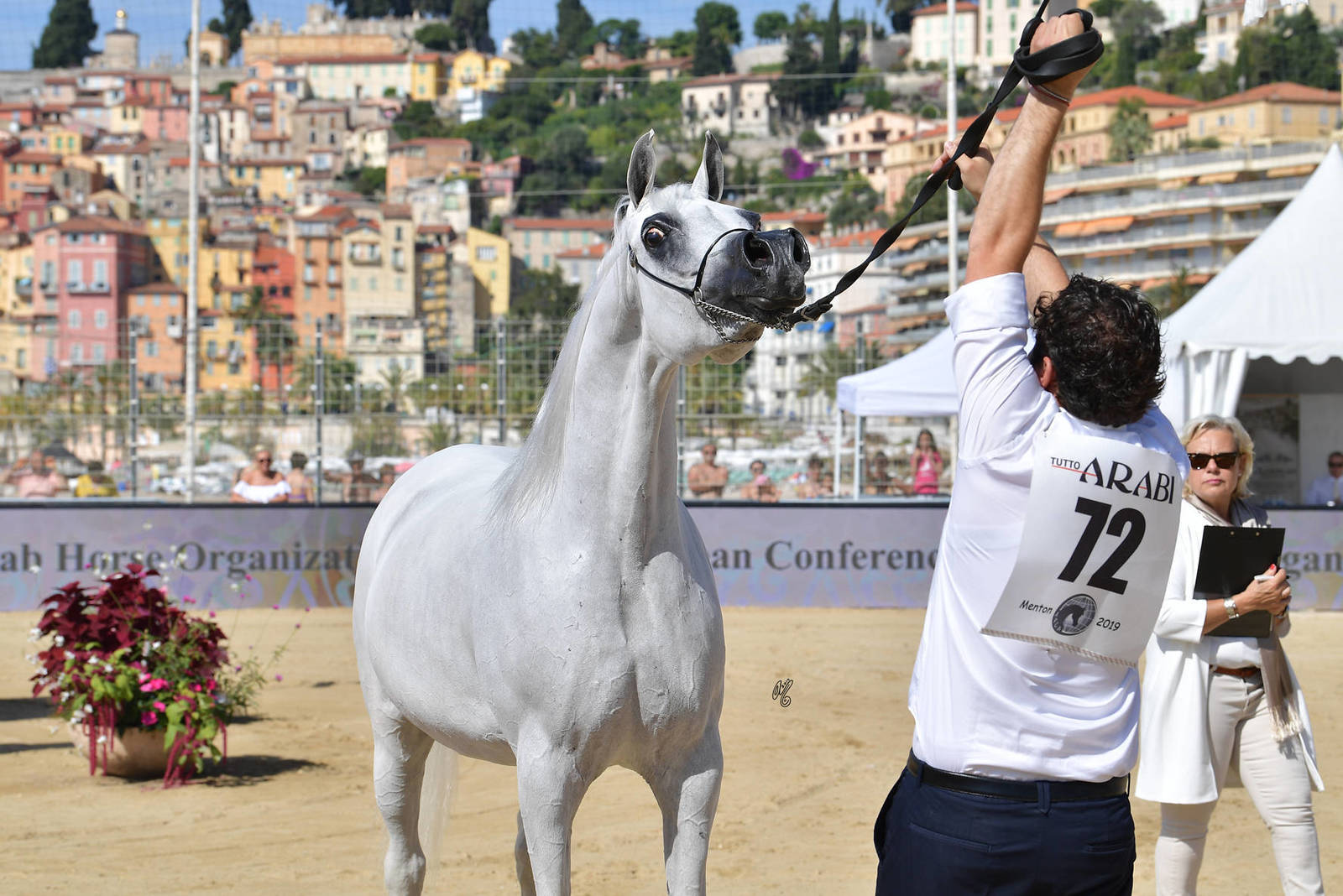 Lisa Abraham: MENTON ~ The 2019 Mediterranean & Arab Countries Arabian Horse Championship Photo Gallery