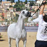 Lisa Abraham: MENTON ~ The 2019 Mediterranean & Arab Countries Arabian Horse Championship Photo Gallery