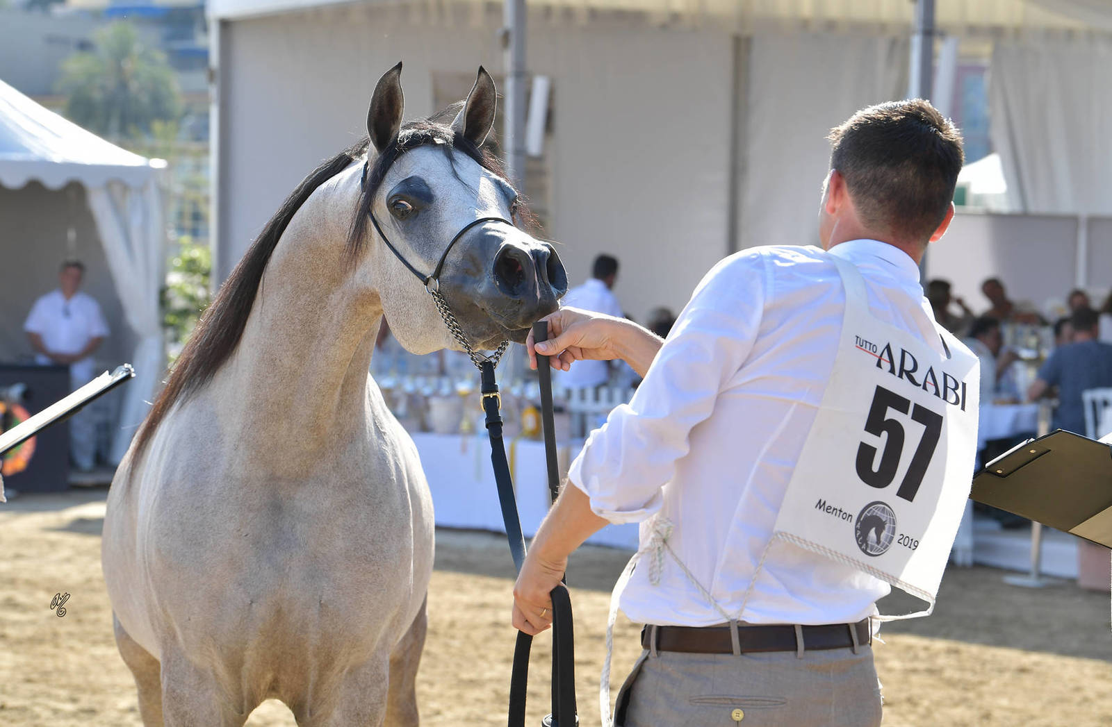 Lisa Abraham: MENTON ~ The 2019 Mediterranean & Arab Countries Arabian Horse Championship Photo Gallery