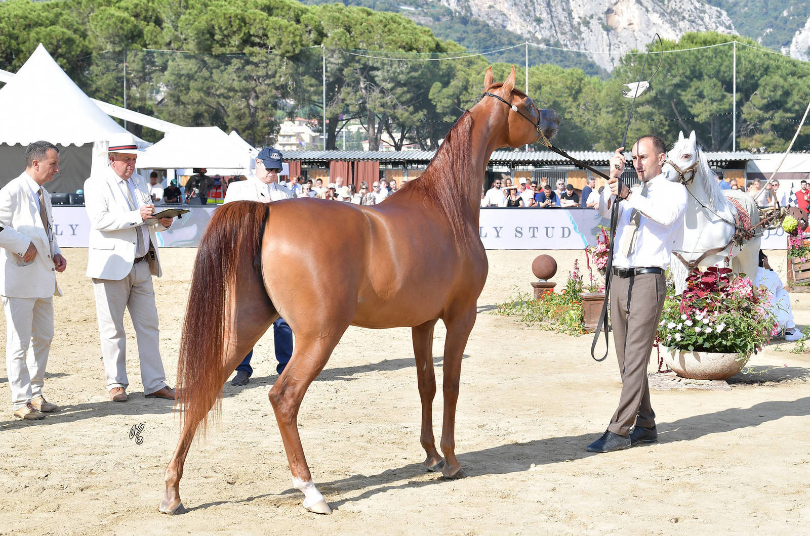 Lisa Abraham: MENTON ~ The 2019 Mediterranean & Arab Countries Arabian Horse Championship Photo Gallery