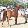 Lisa Abraham: MENTON ~ The 2019 Mediterranean & Arab Countries Arabian Horse Championship Photo Gallery