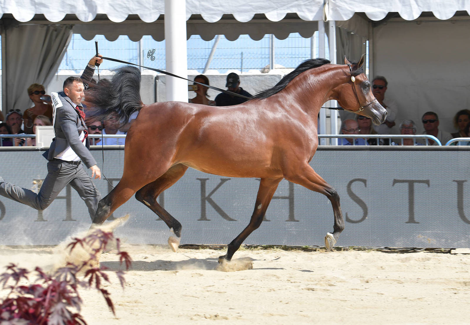 Lisa Abraham: MENTON ~ The 2019 Mediterranean & Arab Countries Arabian Horse Championship Photo Gallery