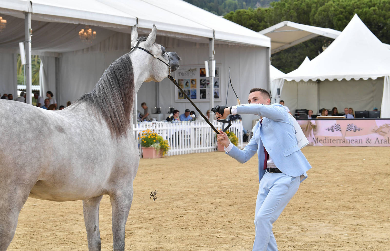 Lisa Abraham: MENTON ~ The 2019 Mediterranean & Arab Countries Arabian Horse Championship Photo Gallery