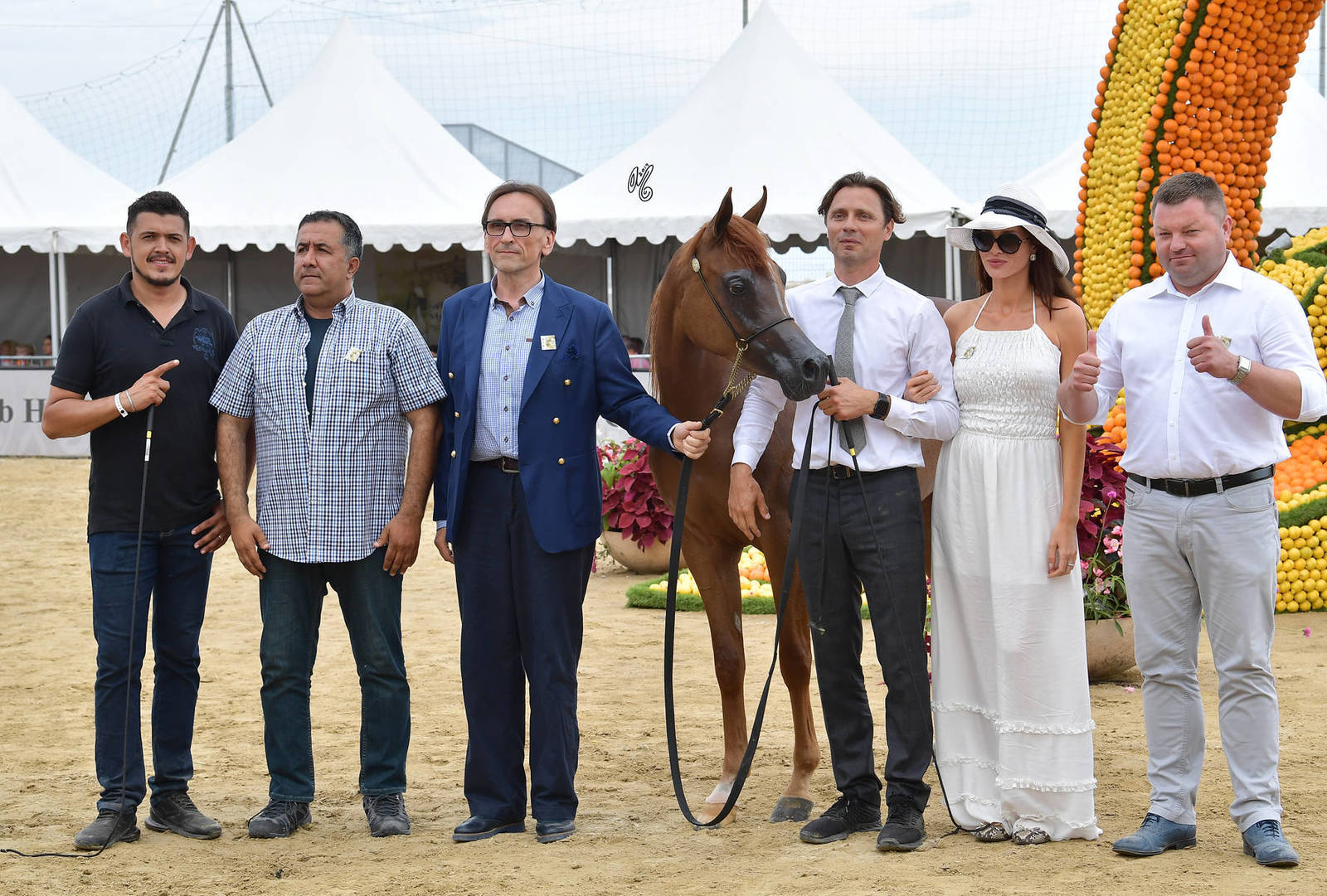 Lisa Abraham: MENTON ~ The 2019 Mediterranean & Arab Countries Arabian Horse Championship Photo Gallery