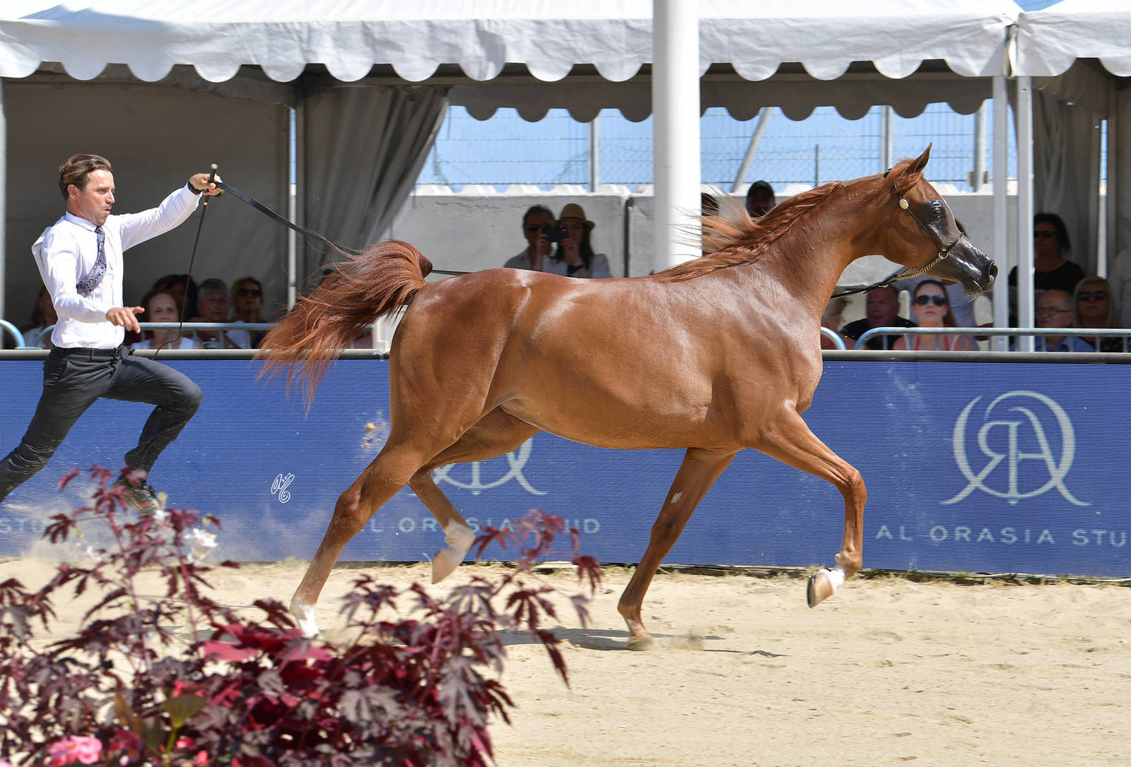Lisa Abraham: MENTON ~ The 2019 Mediterranean & Arab Countries Arabian Horse Championship Photo Gallery