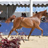 Lisa Abraham: MENTON ~ The 2019 Mediterranean & Arab Countries Arabian Horse Championship Photo Gallery