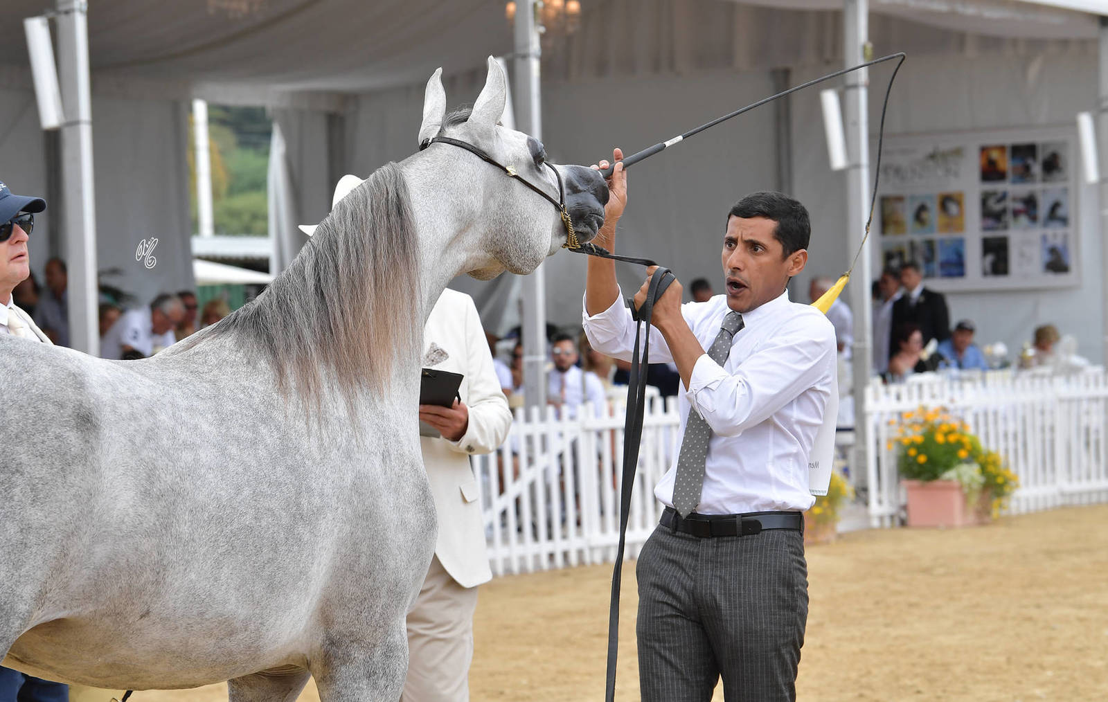 Lisa Abraham: MENTON ~ The 2019 Mediterranean & Arab Countries Arabian Horse Championship Photo Gallery