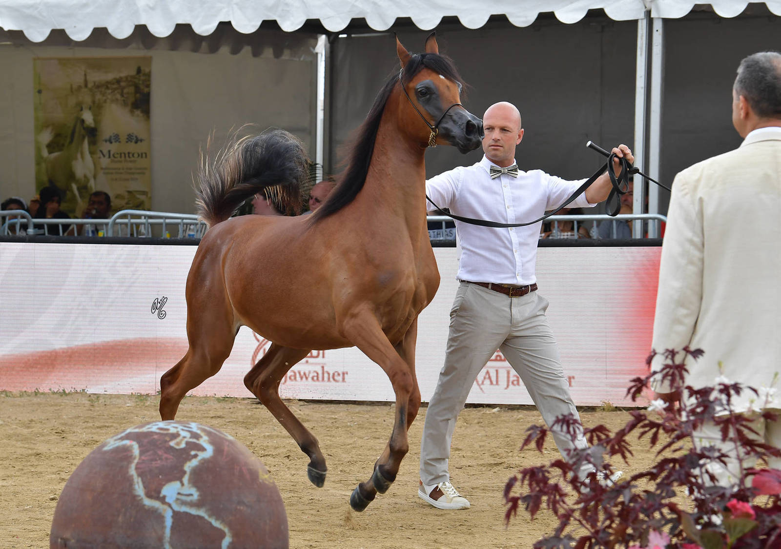 Lisa Abraham: MENTON ~ The 2019 Mediterranean & Arab Countries Arabian Horse Championship Photo Gallery