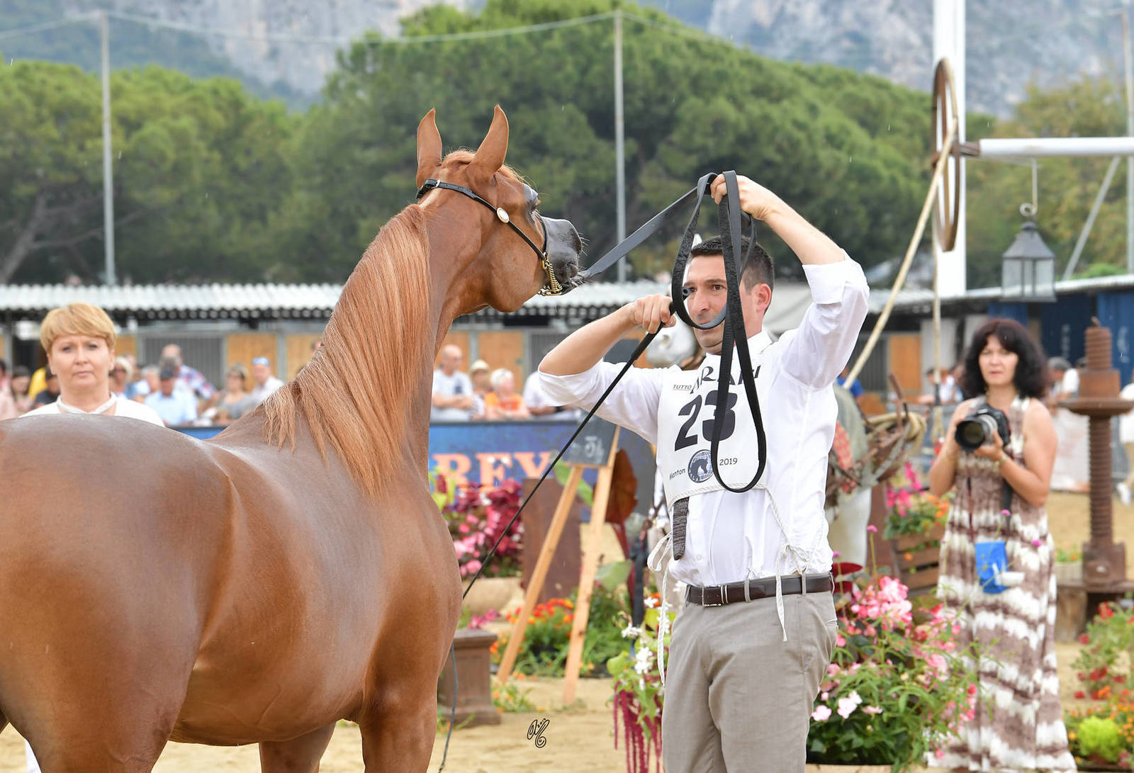 Lisa Abraham: MENTON ~ The 2019 Mediterranean & Arab Countries Arabian Horse Championship Photo Gallery
