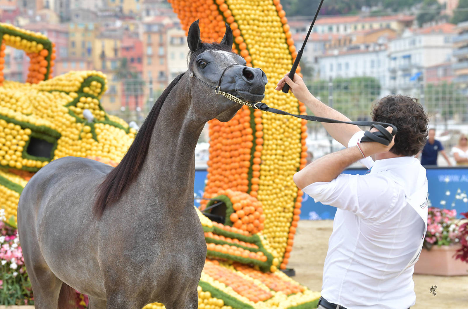 Lisa Abraham: MENTON ~ The 2019 Mediterranean & Arab Countries Arabian Horse Championship Photo Gallery