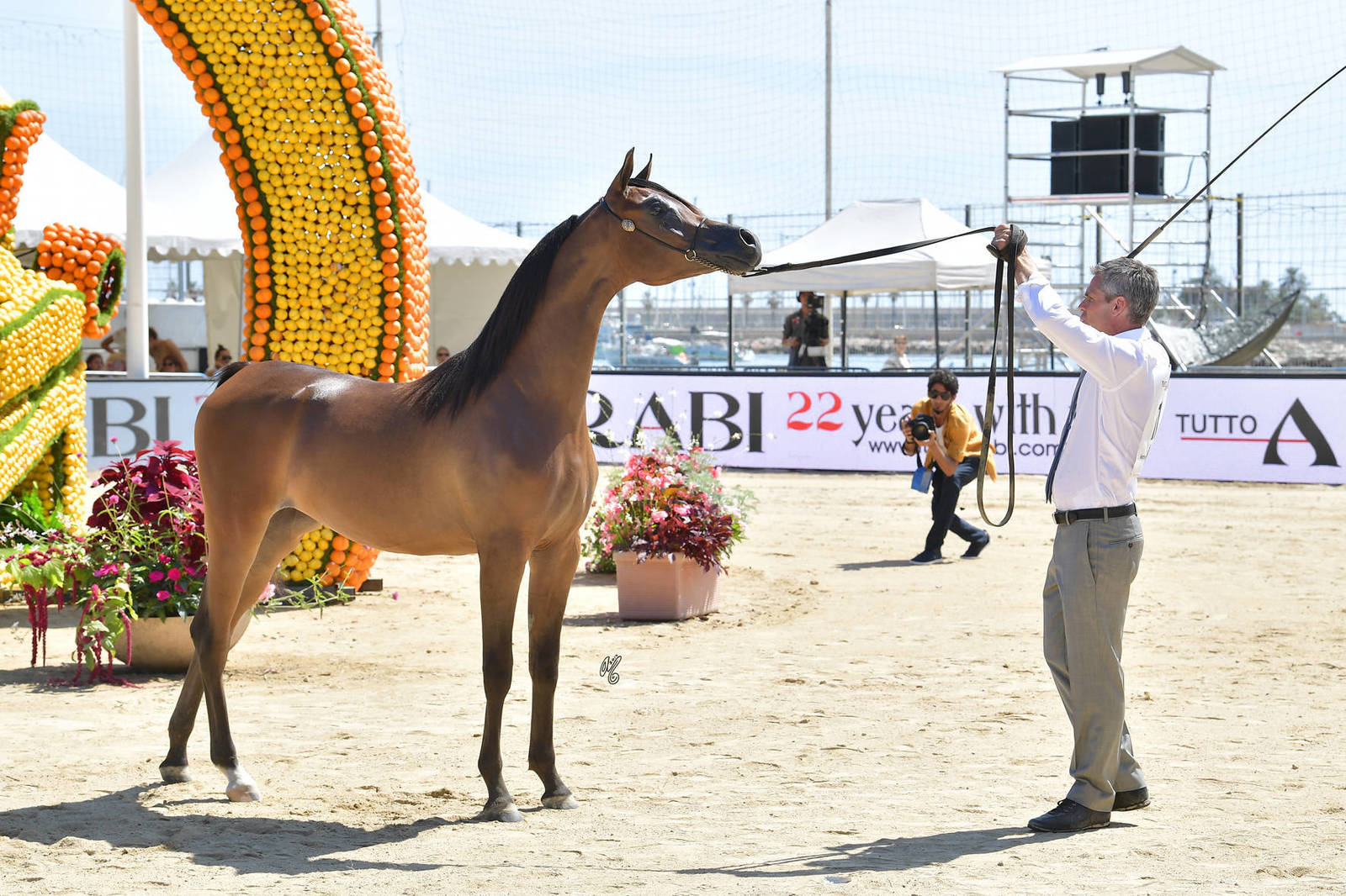 Lisa Abraham: MENTON ~ The 2019 Mediterranean & Arab Countries Arabian Horse Championship Photo Gallery