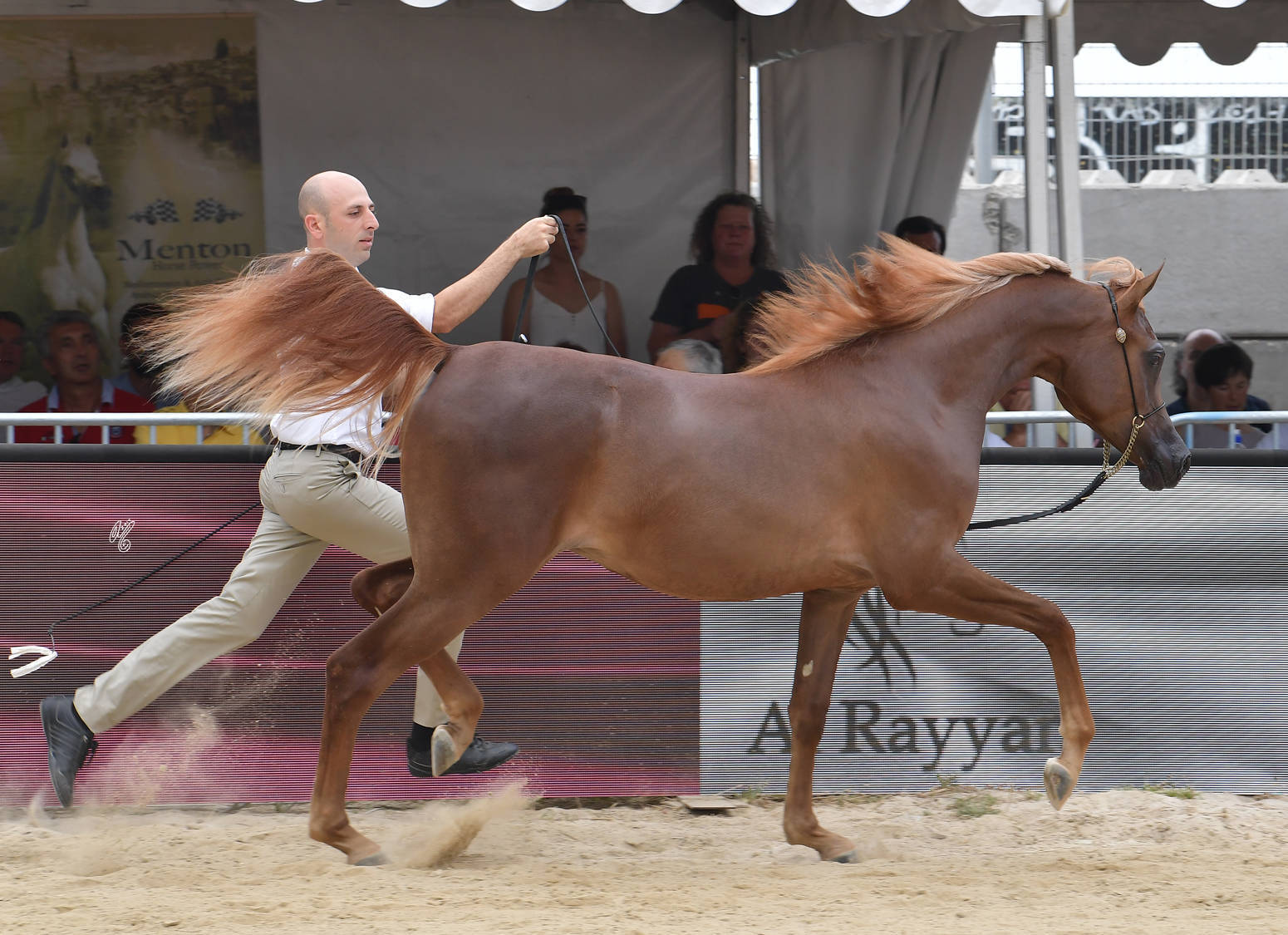 Lisa Abraham: MENTON ~ The 2019 Mediterranean & Arab Countries Arabian Horse Championship Photo Gallery