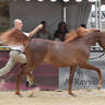 Lisa Abraham: MENTON ~ The 2019 Mediterranean & Arab Countries Arabian Horse Championship Photo Gallery