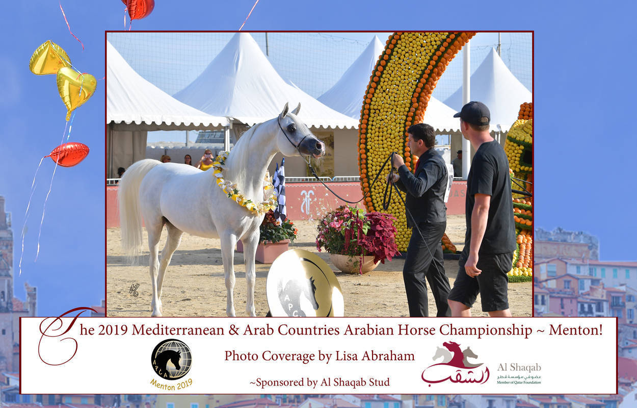 Lisa Abraham: MENTON ~ The 2019 Mediterranean & Arab Countries Arabian Horse Championship Photo Gallery