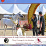 Lisa Abraham: MENTON ~ The 2019 Mediterranean & Arab Countries Arabian Horse Championship Photo Gallery
