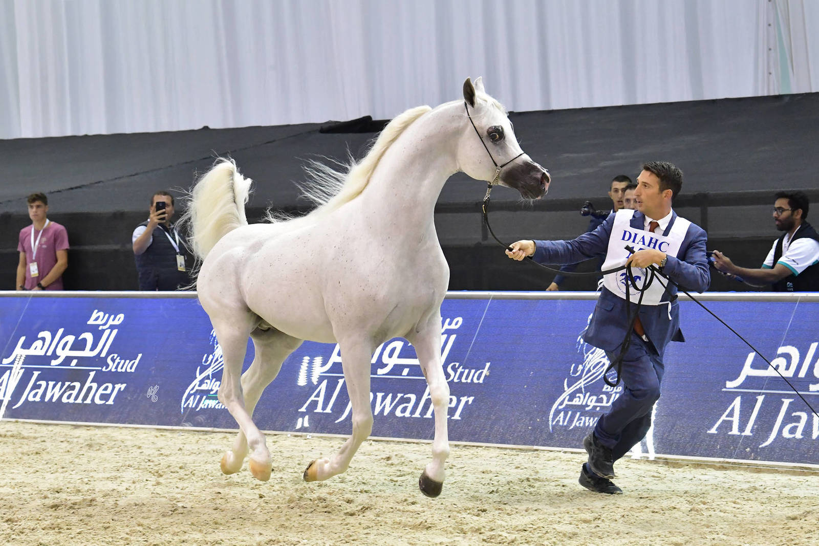 Senior Stallion Gold Champion: Excalibur EA (Shanghai EA X Essence of Marwan EA) 