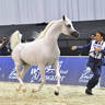Senior Stallion Gold Champion: Excalibur EA (Shanghai EA X Essence of Marwan EA) 