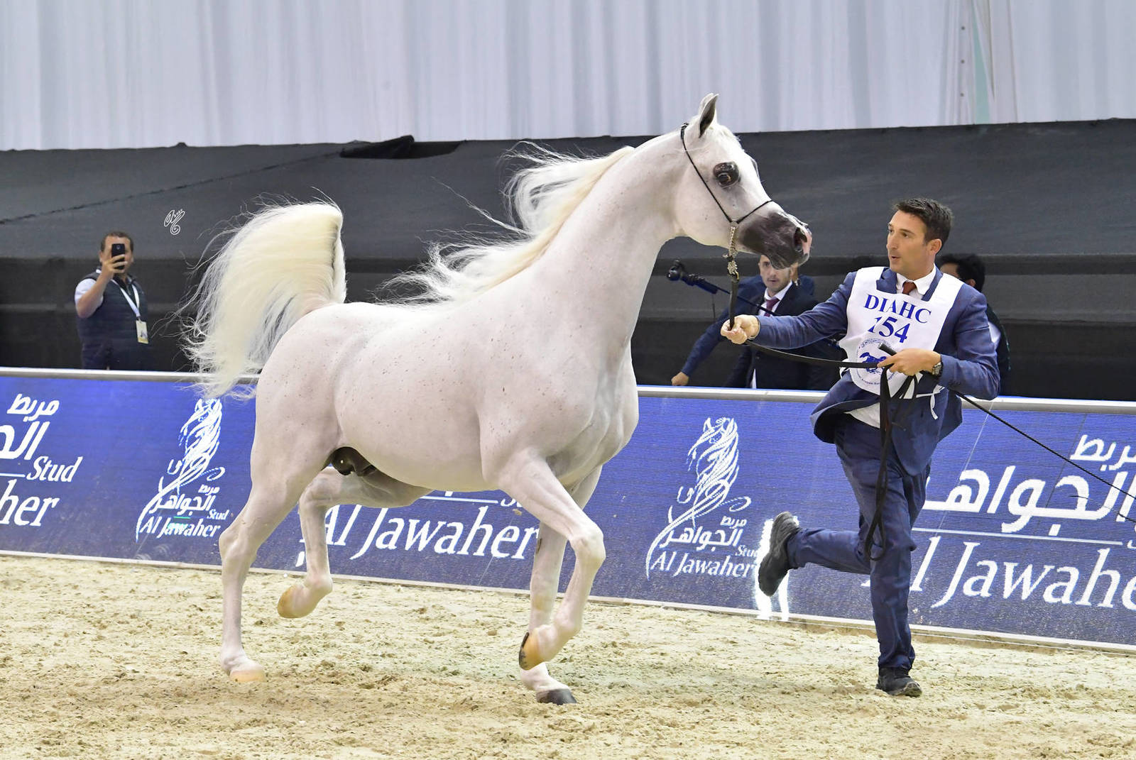 Senior Stallion Gold Champion: Excalibur EA (Shanghai EA X Essence of Marwan EA) 