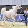Senior Stallion Gold Champion: Excalibur EA (Shanghai EA X Essence of Marwan EA) 