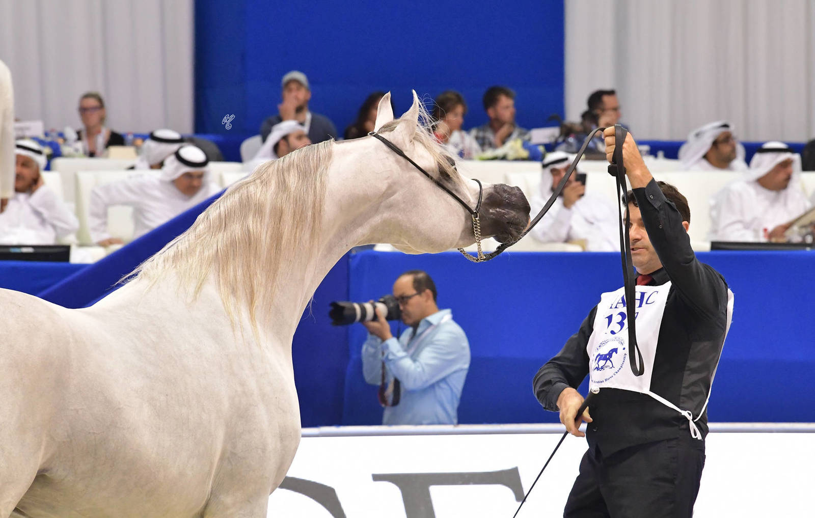Senior Stallion Silver Champion: AJ Kafu (Shanghai EA X AJ Kahayla) 