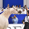 Senior Stallion Silver Champion: AJ Kafu (Shanghai EA X AJ Kahayla) 