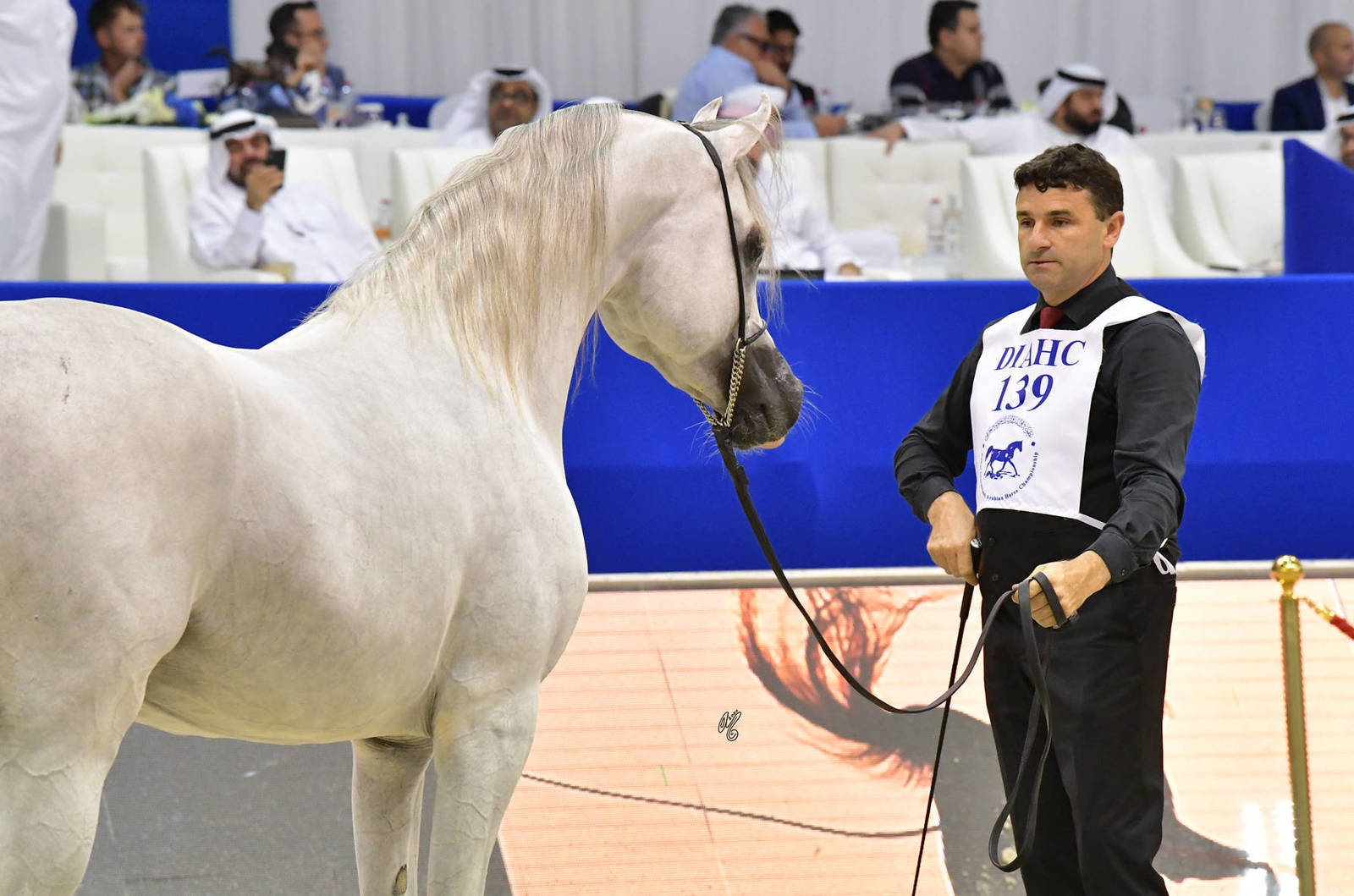 Senior Stallion Silver Champion: AJ Kafu (Shanghai EA X AJ Kahayla) 