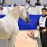 Senior Stallion Silver Champion: AJ Kafu (Shanghai EA X AJ Kahayla) 