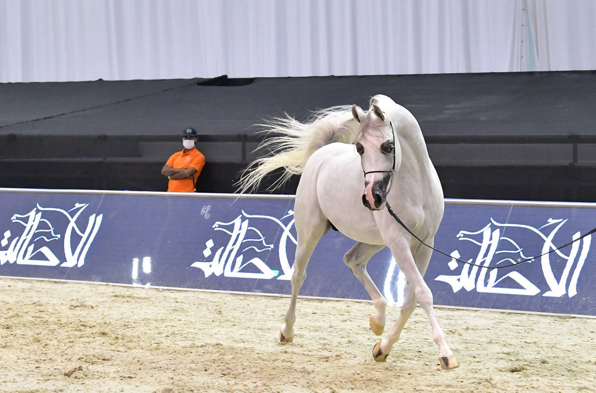 Senior Stallion Silver Champion: AJ Kafu (Shanghai EA X AJ Kahayla) 