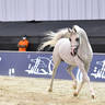 Senior Stallion Silver Champion: AJ Kafu (Shanghai EA X AJ Kahayla) 