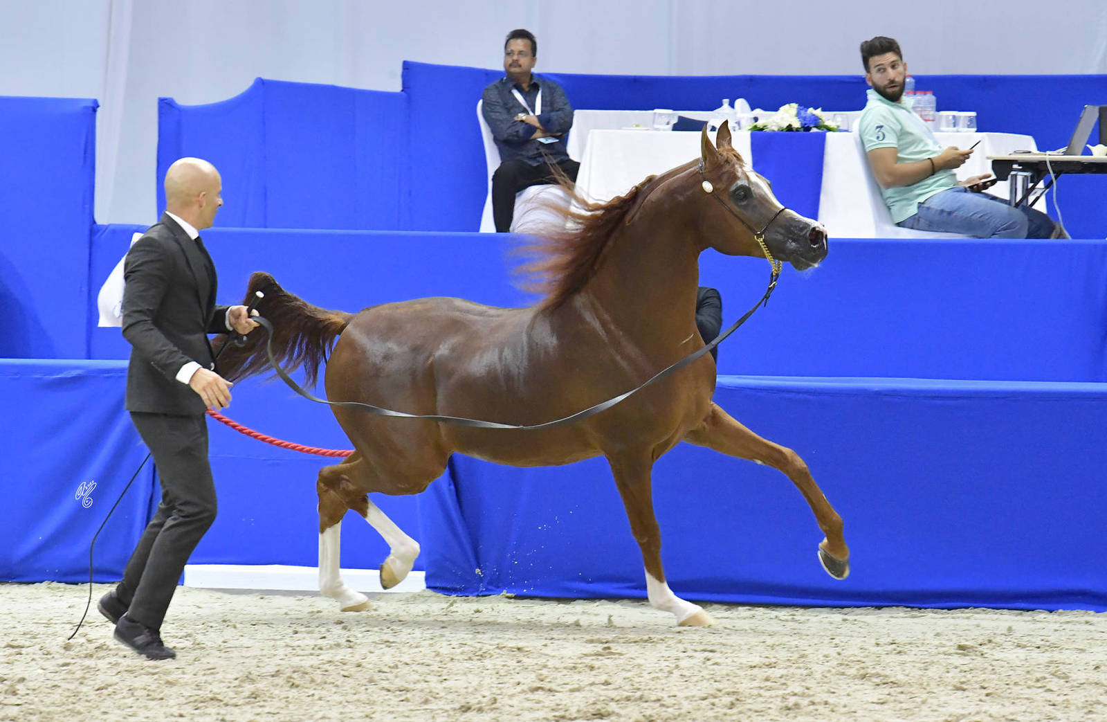 Senior Stallion Bronze Champion: Eden C (Enzo X Silken Sable) 