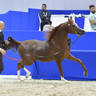 Senior Stallion Bronze Champion: Eden C (Enzo X Silken Sable) 