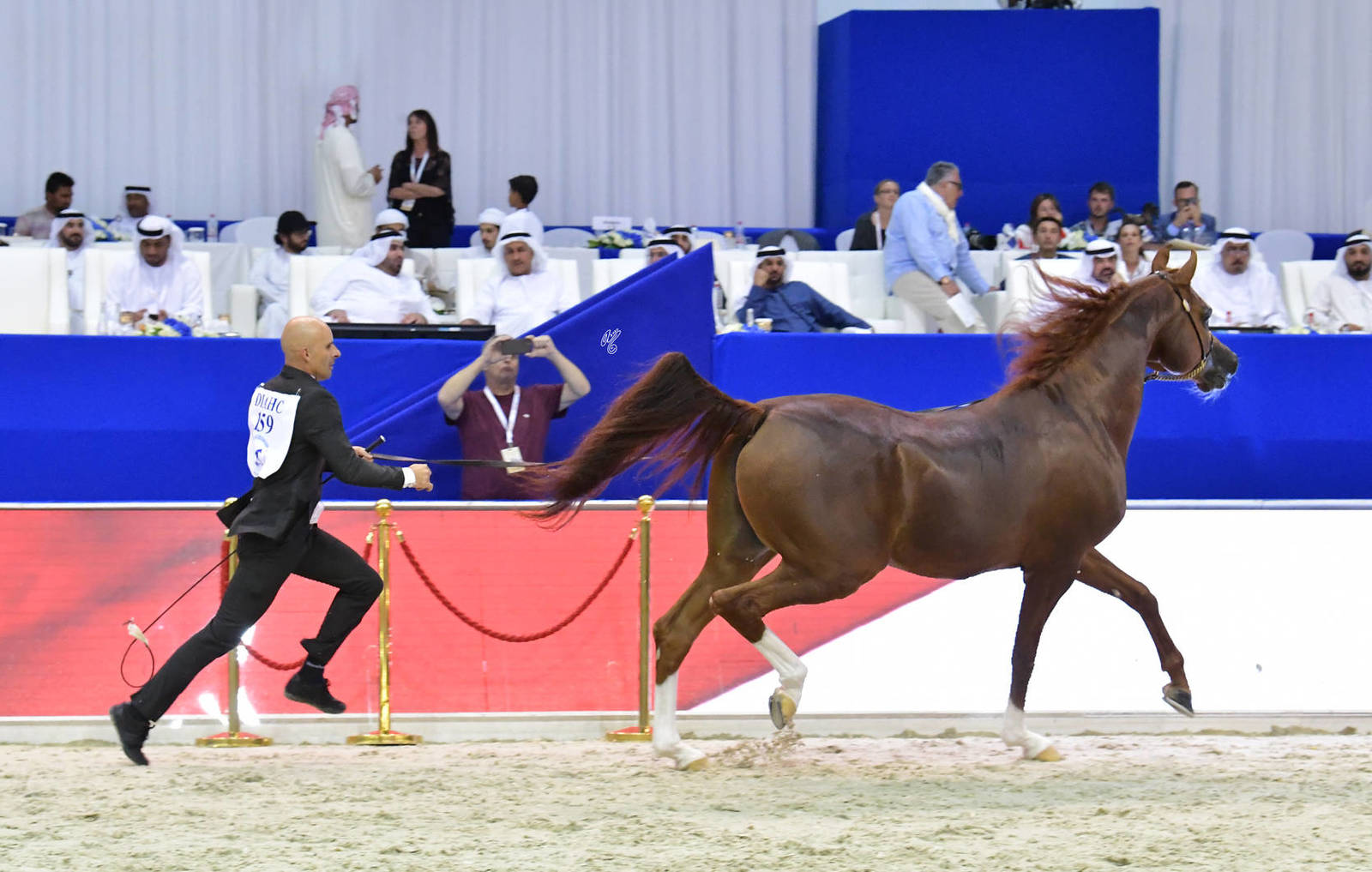 Senior Stallion Bronze Champion: Eden C (Enzo X Silken Sable) 