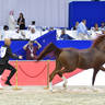Senior Stallion Bronze Champion: Eden C (Enzo X Silken Sable) 