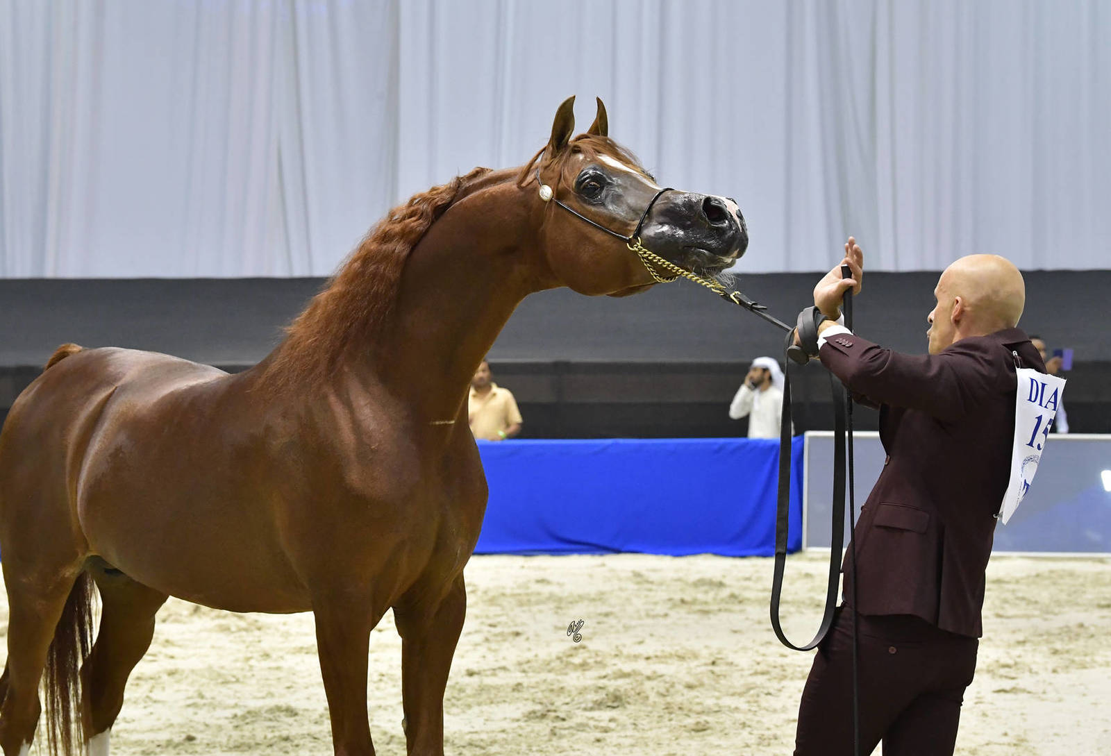 Senior Stallion Bronze Champion: Eden C (Enzo X Silken Sable) 