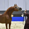 Senior Stallion Bronze Champion: Eden C (Enzo X Silken Sable) 