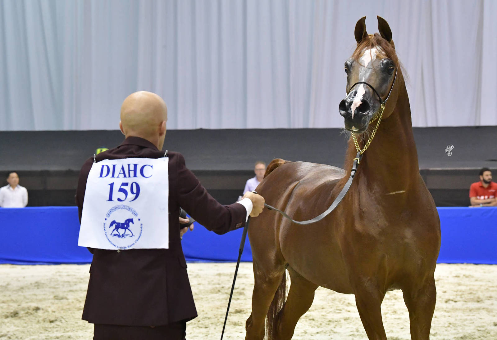 Senior Stallion Bronze Champion: Eden C (Enzo X Silken Sable) 