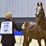 Senior Stallion Bronze Champion: Eden C (Enzo X Silken Sable) 