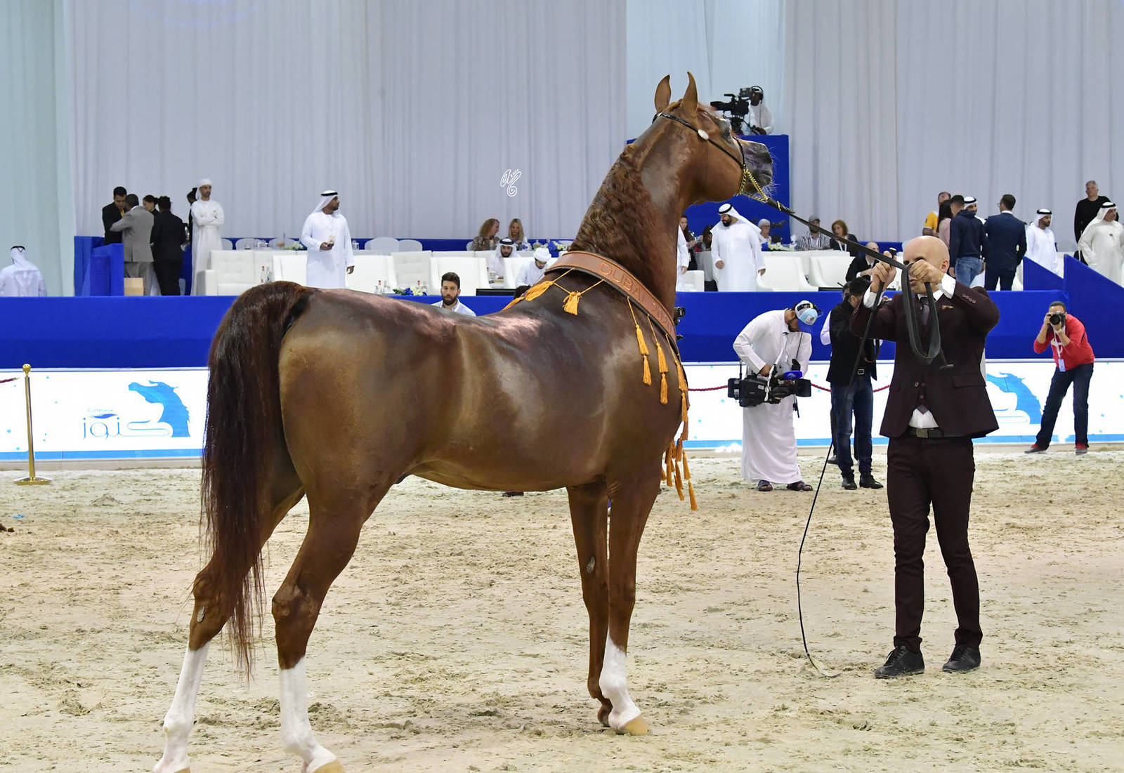 Senior Stallion Bronze Champion: Eden C (Enzo X Silken Sable) 