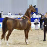Senior Stallion Bronze Champion: Eden C (Enzo X Silken Sable) 