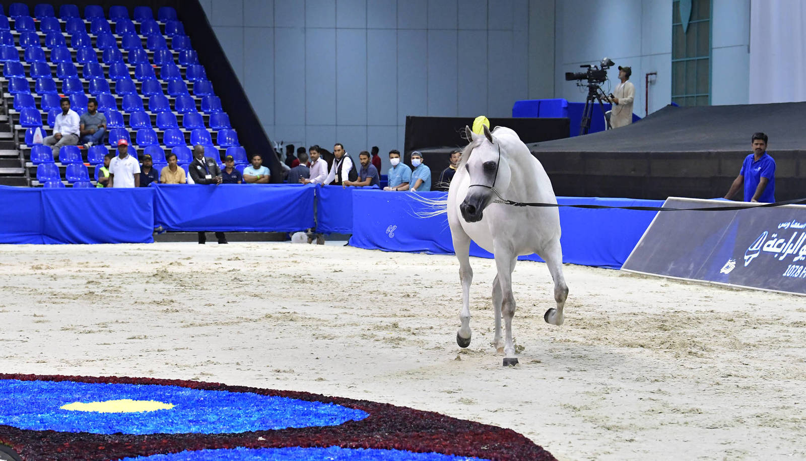 Senior Mare Gold Champion: Mozn Al Bidayer (SMA Magic One X Mattaharii) 