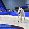 Senior Mare Gold Champion: Mozn Al Bidayer (SMA Magic One X Mattaharii) 