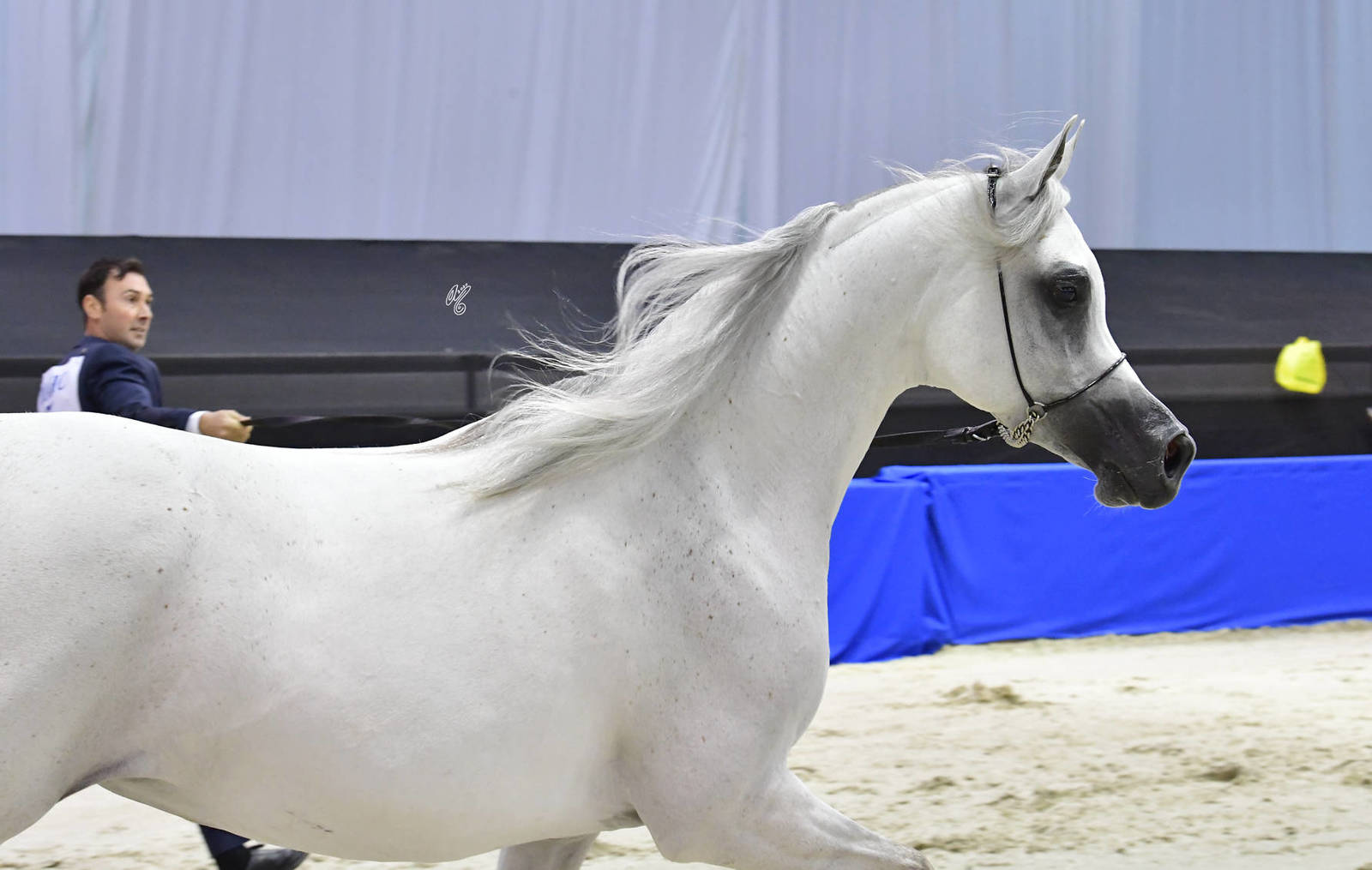 Senior Mare Gold Champion: Mozn Al Bidayer (SMA Magic One X Mattaharii) 