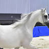 Senior Mare Gold Champion: Mozn Al Bidayer (SMA Magic One X Mattaharii) 
