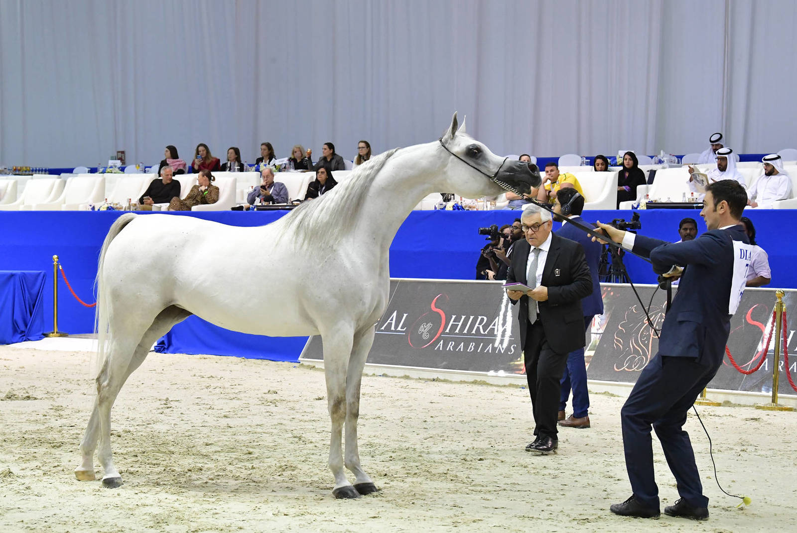 Senior Mare Gold Champion: Mozn Al Bidayer (SMA Magic One X Mattaharii) 