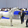 Senior Mare Gold Champion: Mozn Al Bidayer (SMA Magic One X Mattaharii) 