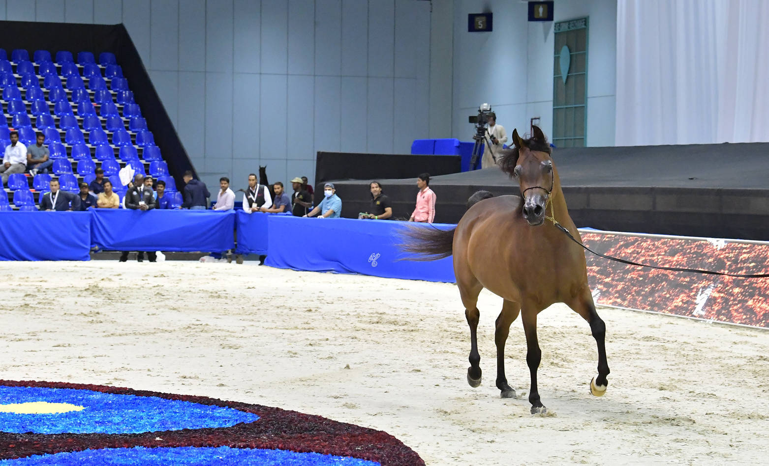 Senior Mare Silver Champion: AJ Tarim (Emerald J X Espinilla) 