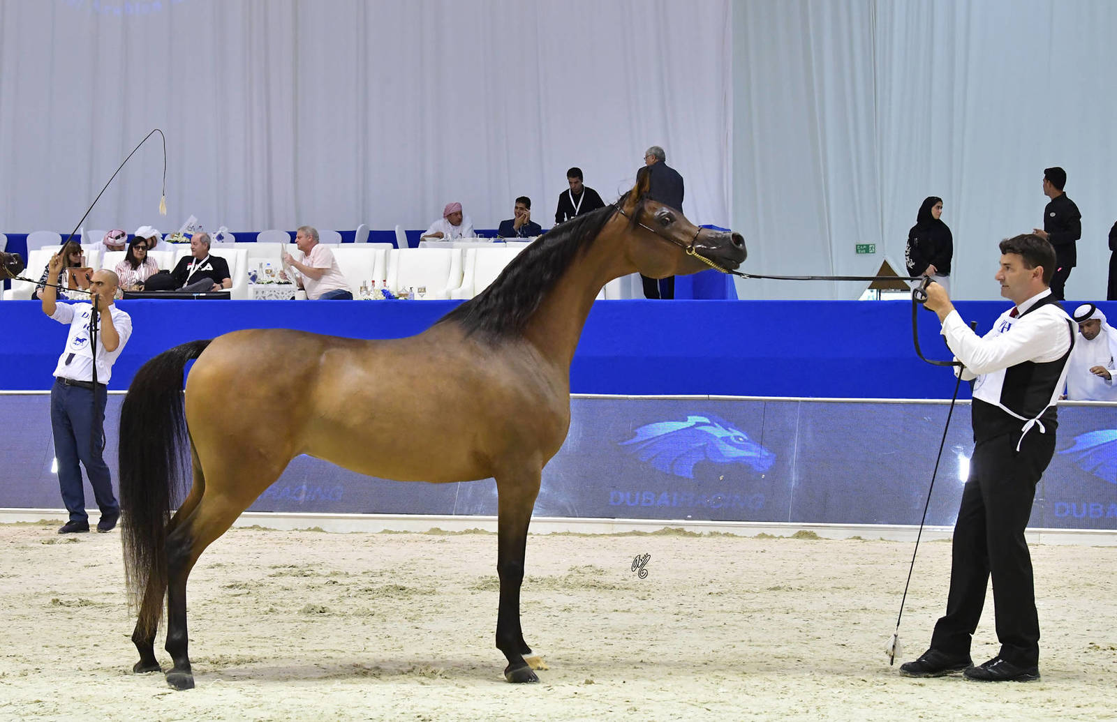 Senior Mare Silver Champion: AJ Tarim (Emerald J X Espinilla) 